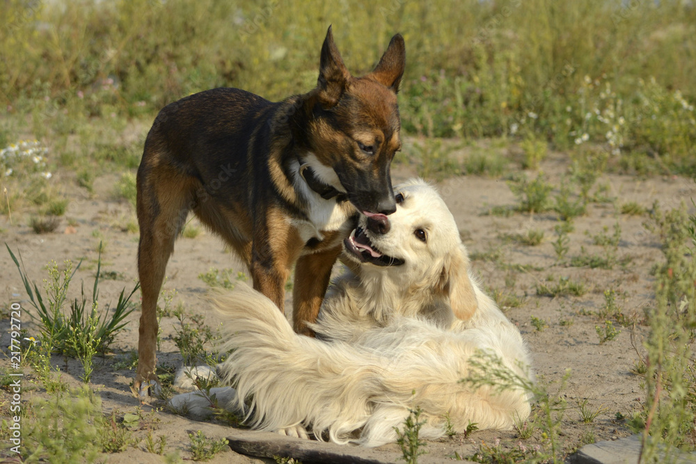 Dogs play with each other. Labrador retriever. Merry fuss puppies. Aggressive dog. Training of dogs.  Puppies education, cynology, intensive training of young dogs. Young energetic dog on a walk.