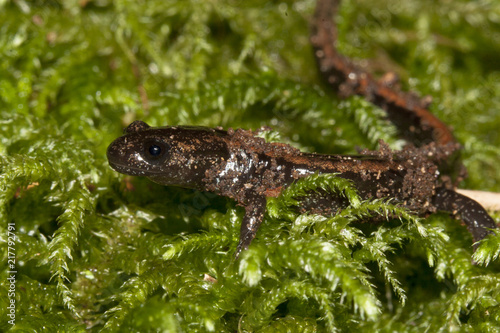 salamandre rabilarga Chioglosse