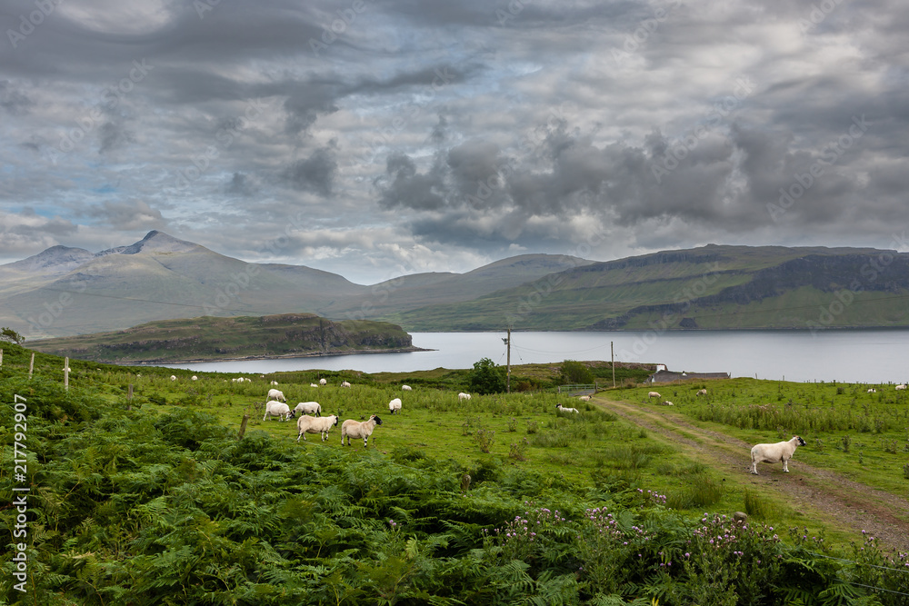 Fototapeta premium sheep grazing on the isle of mull