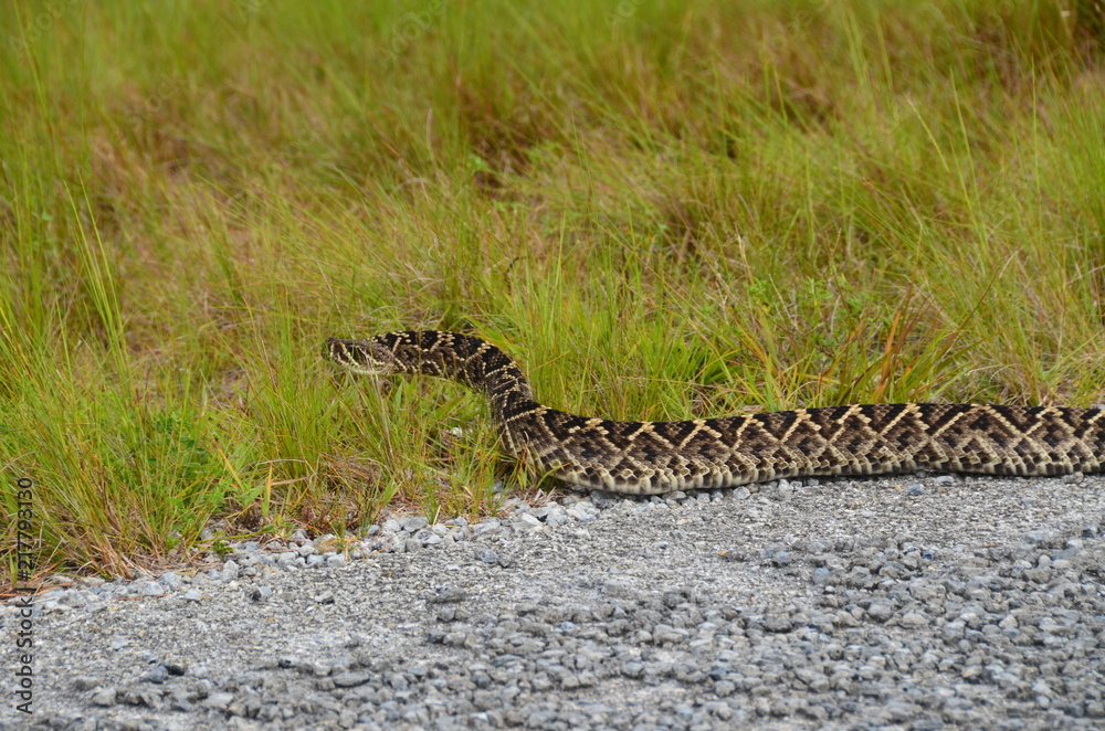 Fototapeta premium Serpente negli Everglades Florida