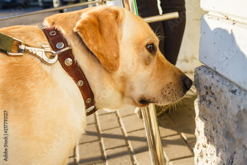 Labrador Retriever sniffs the wall of the house