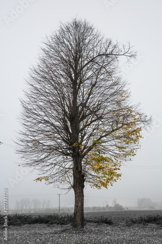 autumn tree in fog