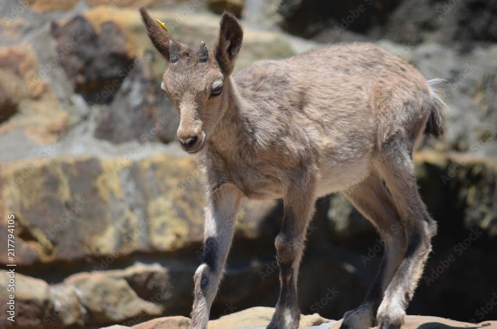 A small goat walks through a rocky terrain among the rocks A small goat walks through a rocky terrain among the rocks