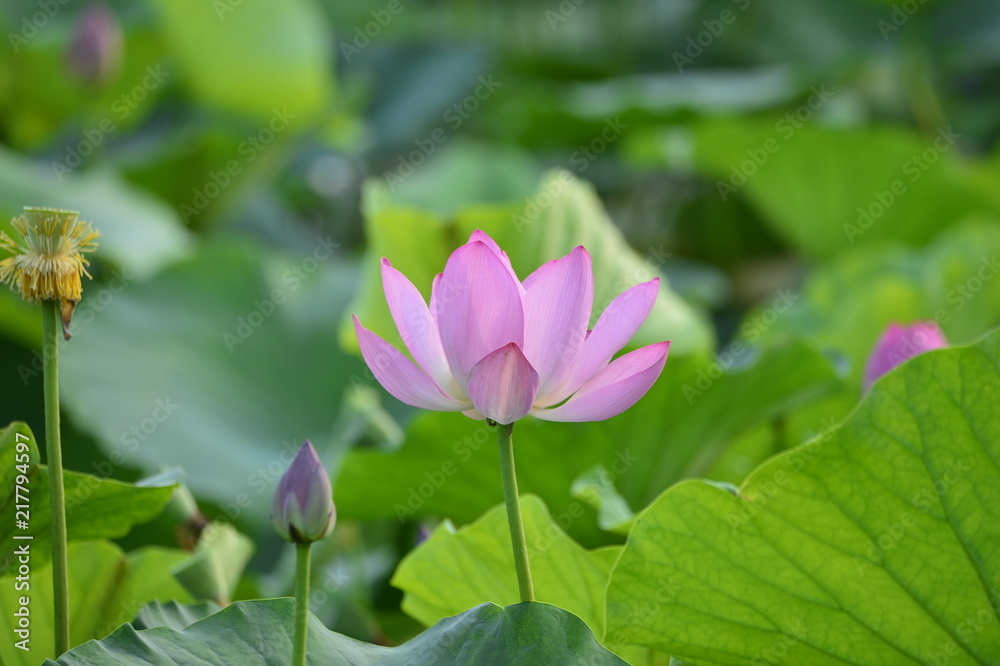 Blooming lotus flowers in the park