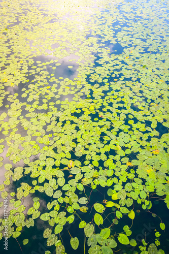 Lake Surface covered with Water Lily foliage