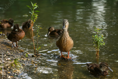 Close up of wild ducks family