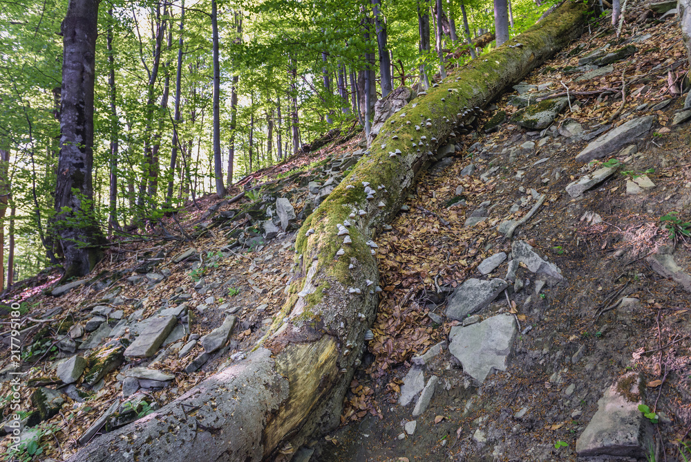 Fototapeta premium Forest on the Mount Tarnica, near Wolsate village in Bieszczady National Park, Subcarpathian Voivodeship of Poland
