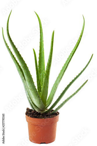 Alternative medicine and naturist remedies concept with an aloe vera plant in a orange pot with a clipping path cutout