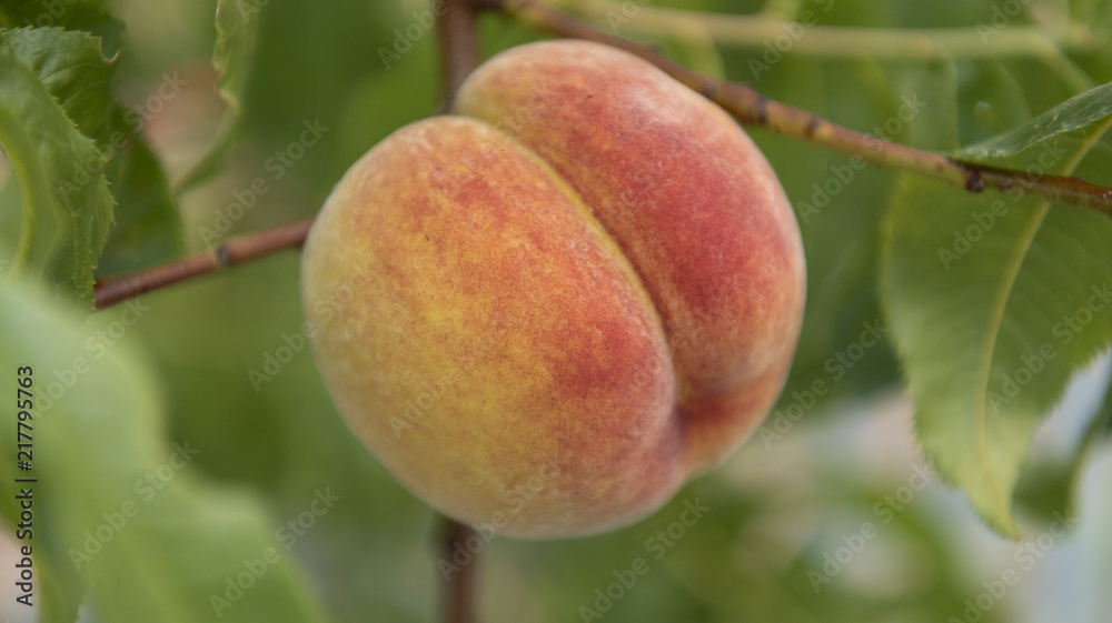 Fresh organic peach stone fruit on the branch in orchard Fresh organic peach stone fruit on the branch in orchard