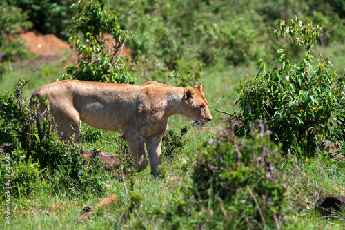 Lioness or Panthera leo walks in savanna close © Yakov
