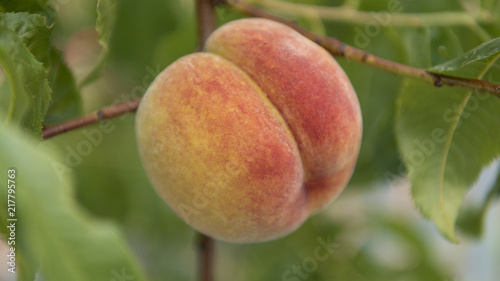 Fresh organic peach stone fruit on the branch in orchard