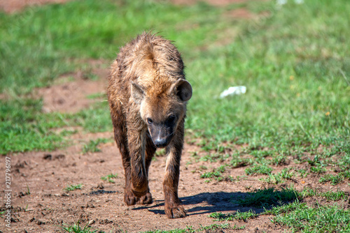 Spotted hyena or crocuta walks in savannah photo