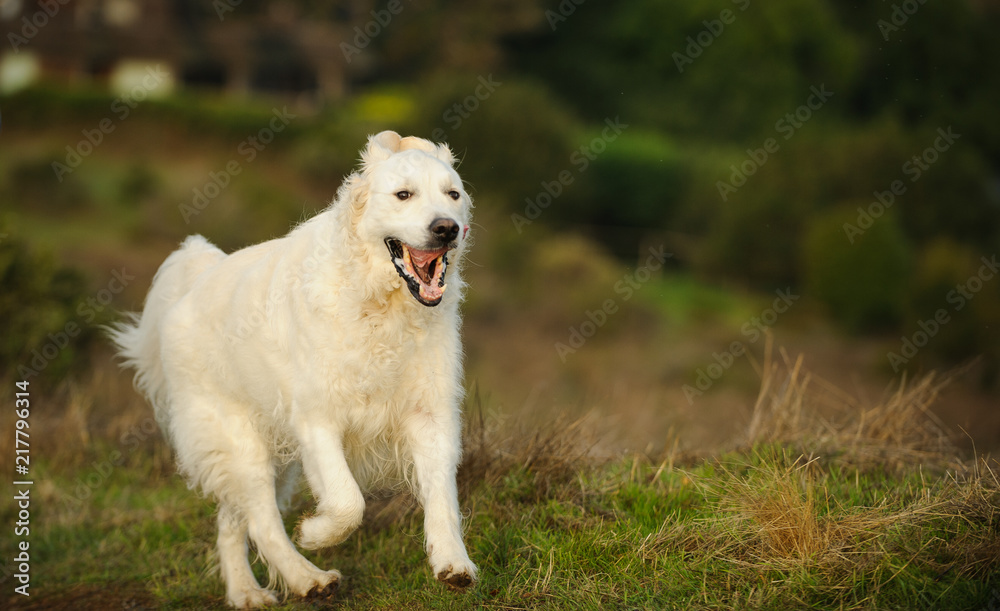Golden Retriever dog outdoor portrait running through field