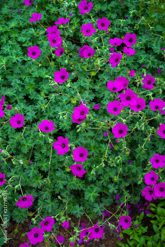 geraniums flowering in an english summer garden
