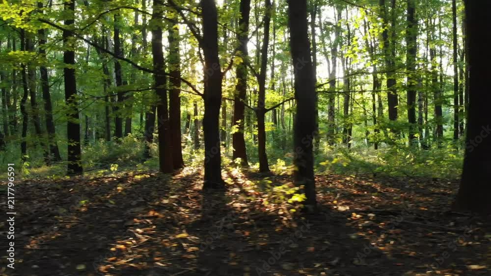 Sunset beams through trees in forest. D-cinelike file for color grading. Sunset beams through trees in forest. D-cinelike file for color grading.