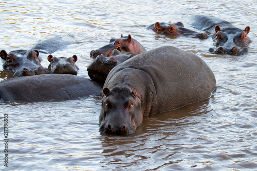 Wounded hippo or Hippopotamus amphibius in water