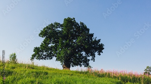 oak tree on green meadow at sunny summer day
