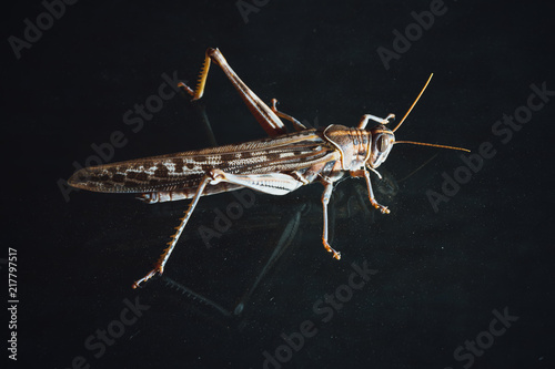 locust grasshopper on black background