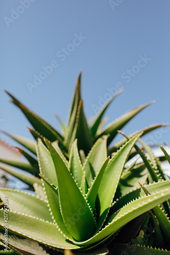 aloe vera plant against blue sky background