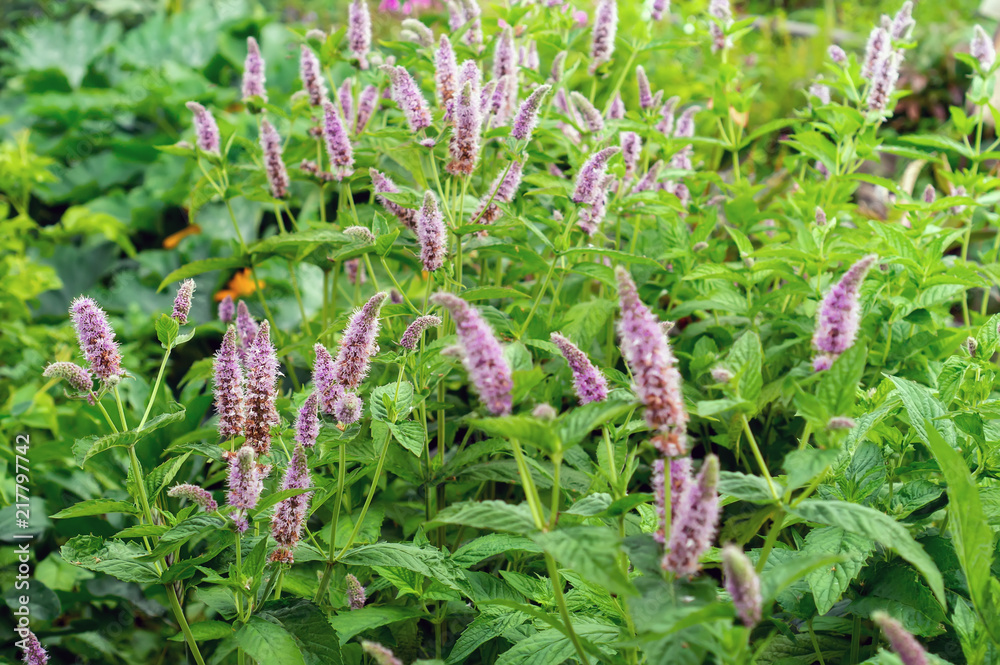 Fresh mint with flowers at sunlight. Selective focus. Aromatic herb plant. Fresh mint with flowers at sunlight. Selective focus. Aromatic herb plant.