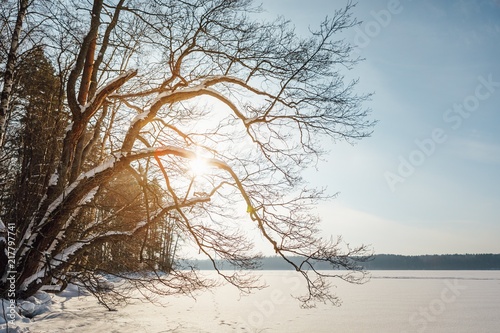 winter landscape with lake and forest in scandinavia