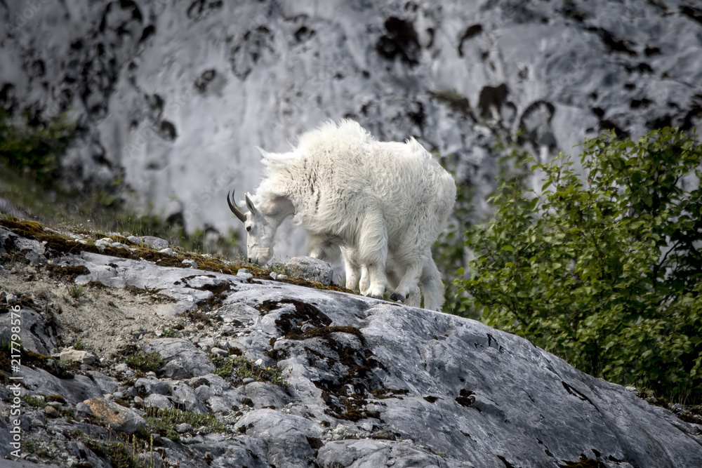 Mountain Goat, Glacier Bay
