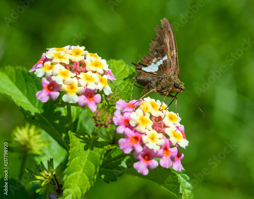 Butterfly2