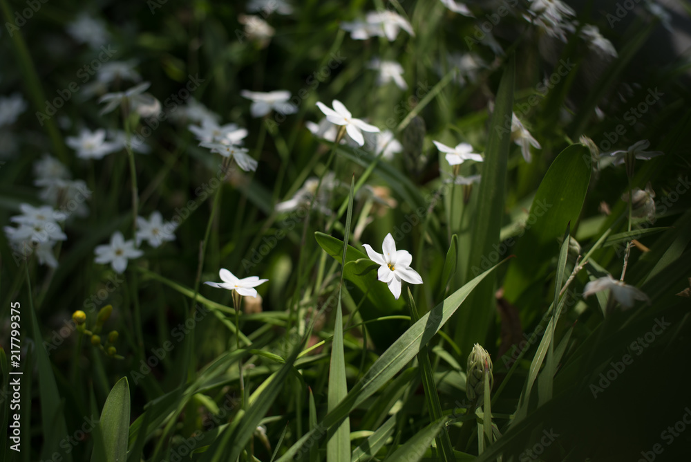 Fototapeta premium 野花