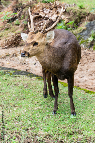Portrait of deer in zoo.
