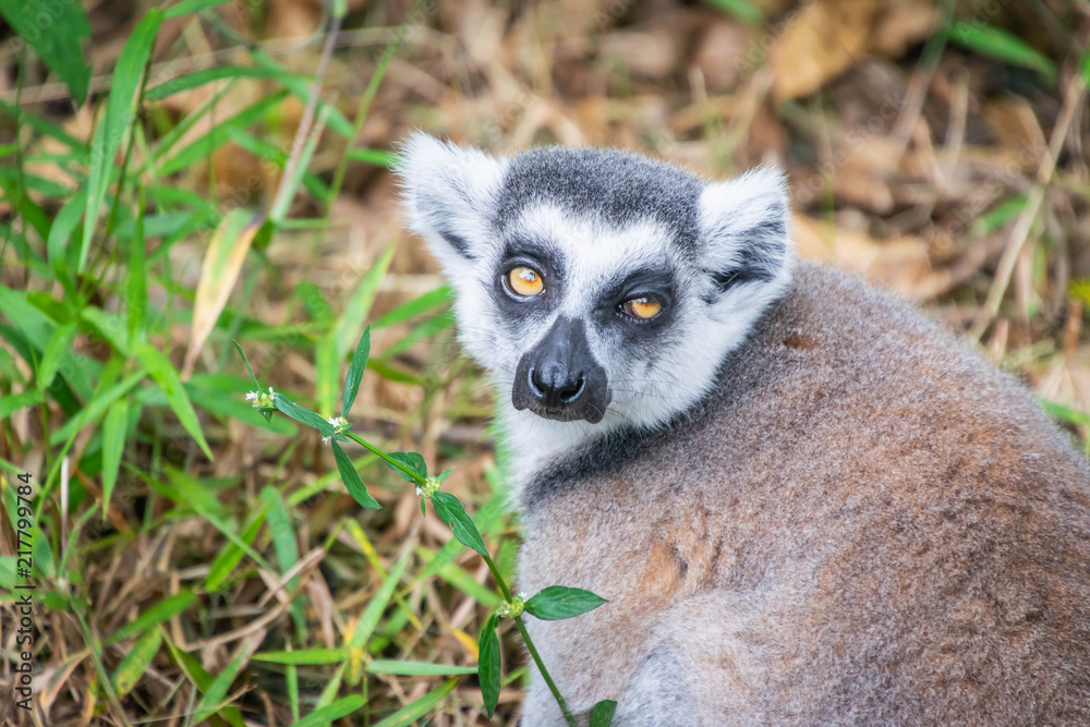 Obraz premium Portrait of Ring-tailed Lemur.