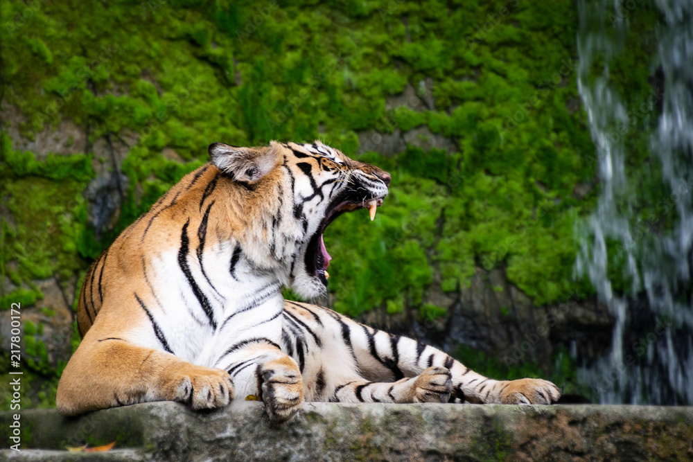 Fototapeta premium Siberian tigers are roaring.