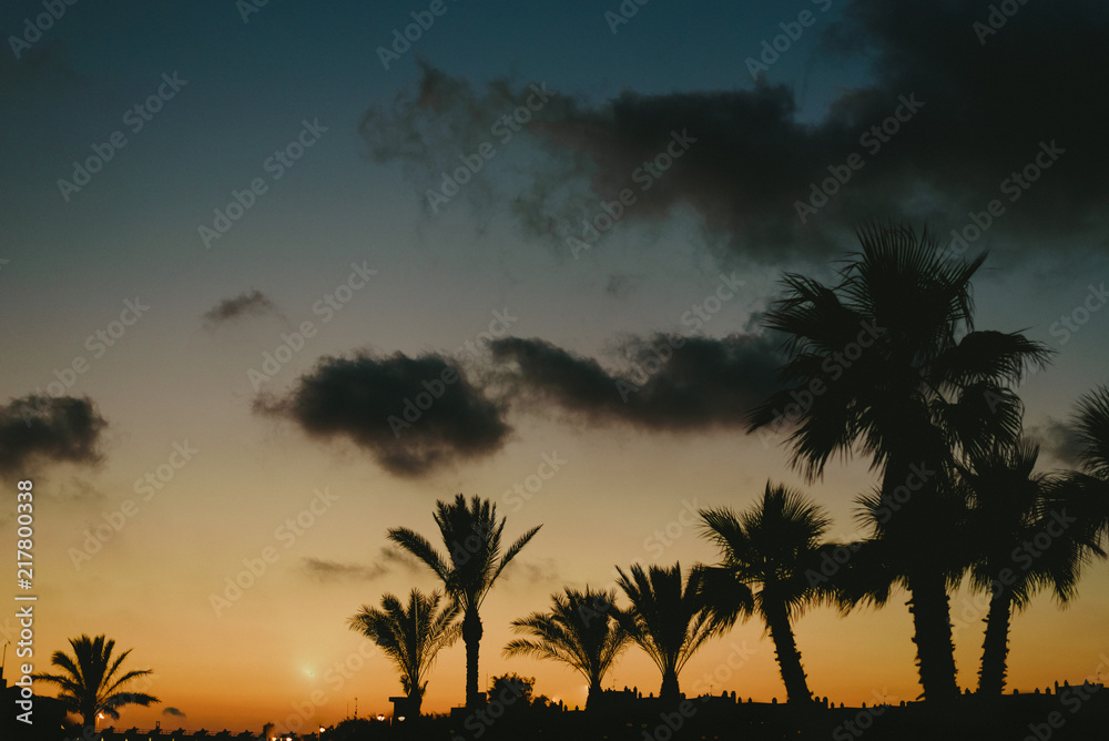 Backlit palm trees at sunset in a beach resort town in summer.