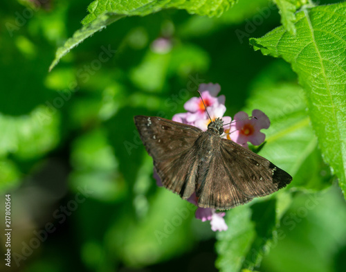 Butterfly4