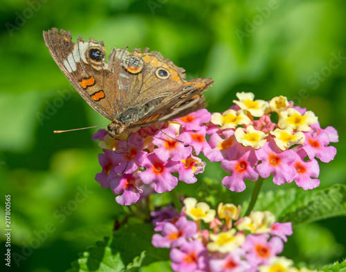 Butterfly3