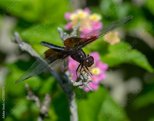 Dragonfly2