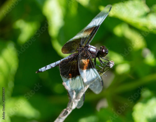 Dragonfly3