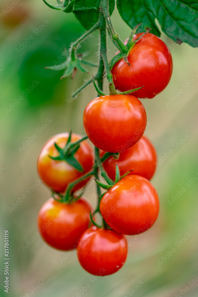 家庭菜園　プチトマト