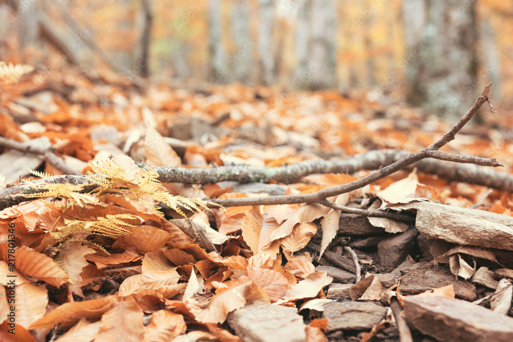 Beautiful typical autumn landscape