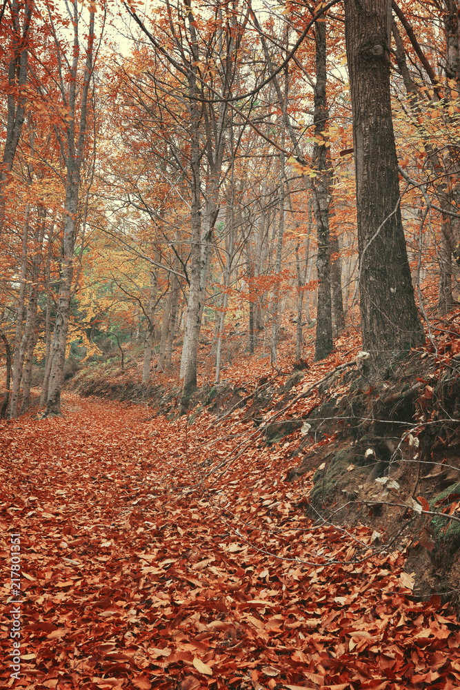 Beautiful typical autumn landscape Beautiful typical autumn landscape