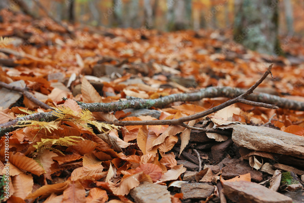 Beautiful typical autumn landscape