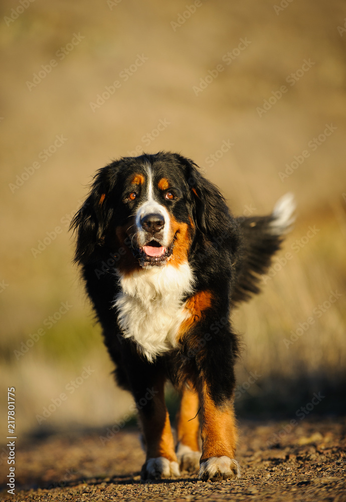Bernese Mountain Dog outdoor portrait walking on path Bernese Mountain Dog outdoor portrait walking on path