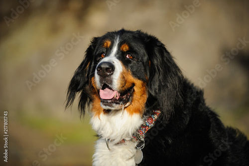 Bernese Mountain Dog outdoor portrait head shot