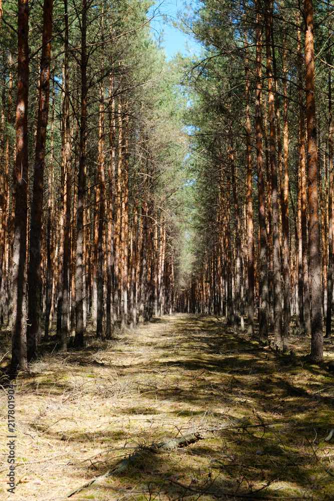 Fototapeta premium forest clearing road in coniferous tree forest - pine trees