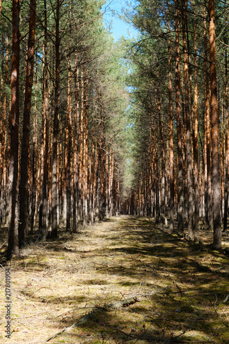 forest clearing road in coniferous tree forest - pine trees