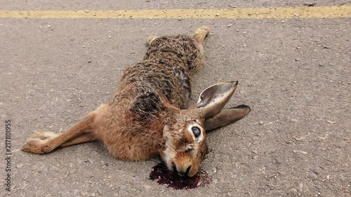 Dead rabbit on asphalt tarmac roadkill with ants and ticks