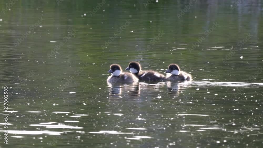 a close view of goldeneye ducklings swimming on a pond at grand teton national park, usa a close view of goldeneye ducklings swimming on a pond at grand teton national park, usa