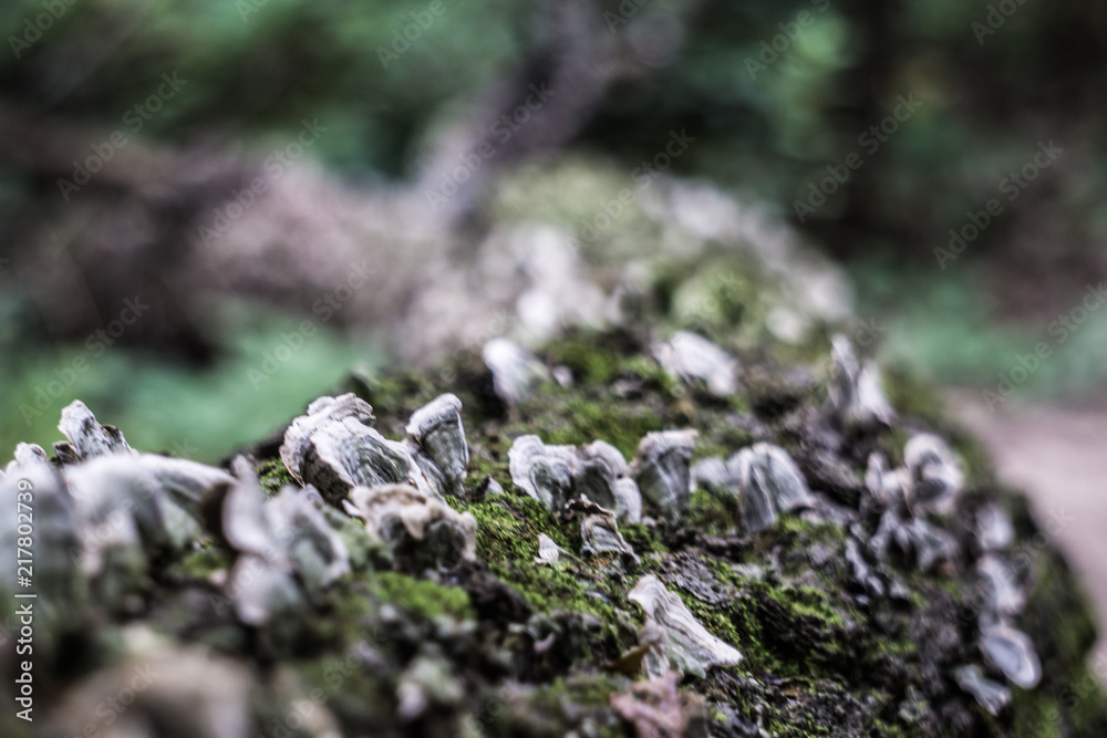 nature, moss, green, forest, rock, plant, tree, grass, stone, natural, flower, garden, closeup, white, macro, summer, spring, fresh, wood, leaf, water, flowers nature, moss, green, forest, rock, plant, tree, grass, stone, natural, flower, garden, closeup, white, macro, summer, spring, fresh, wood, leaf, water, flowers