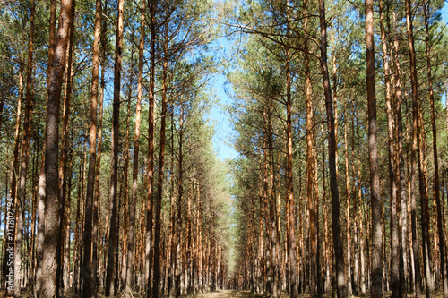  inside  pine tree forest - coniferous trees