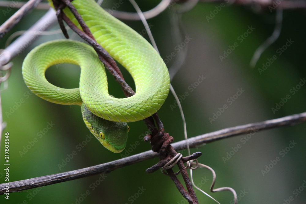 Snake green tree animal wildlife holding on the old Barbed Wire Stock Photo  | Adobe Stock