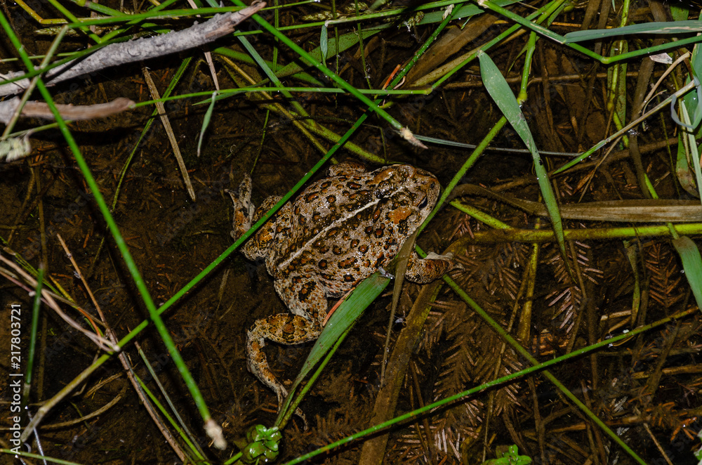 Western Toad in the Colville National Forest